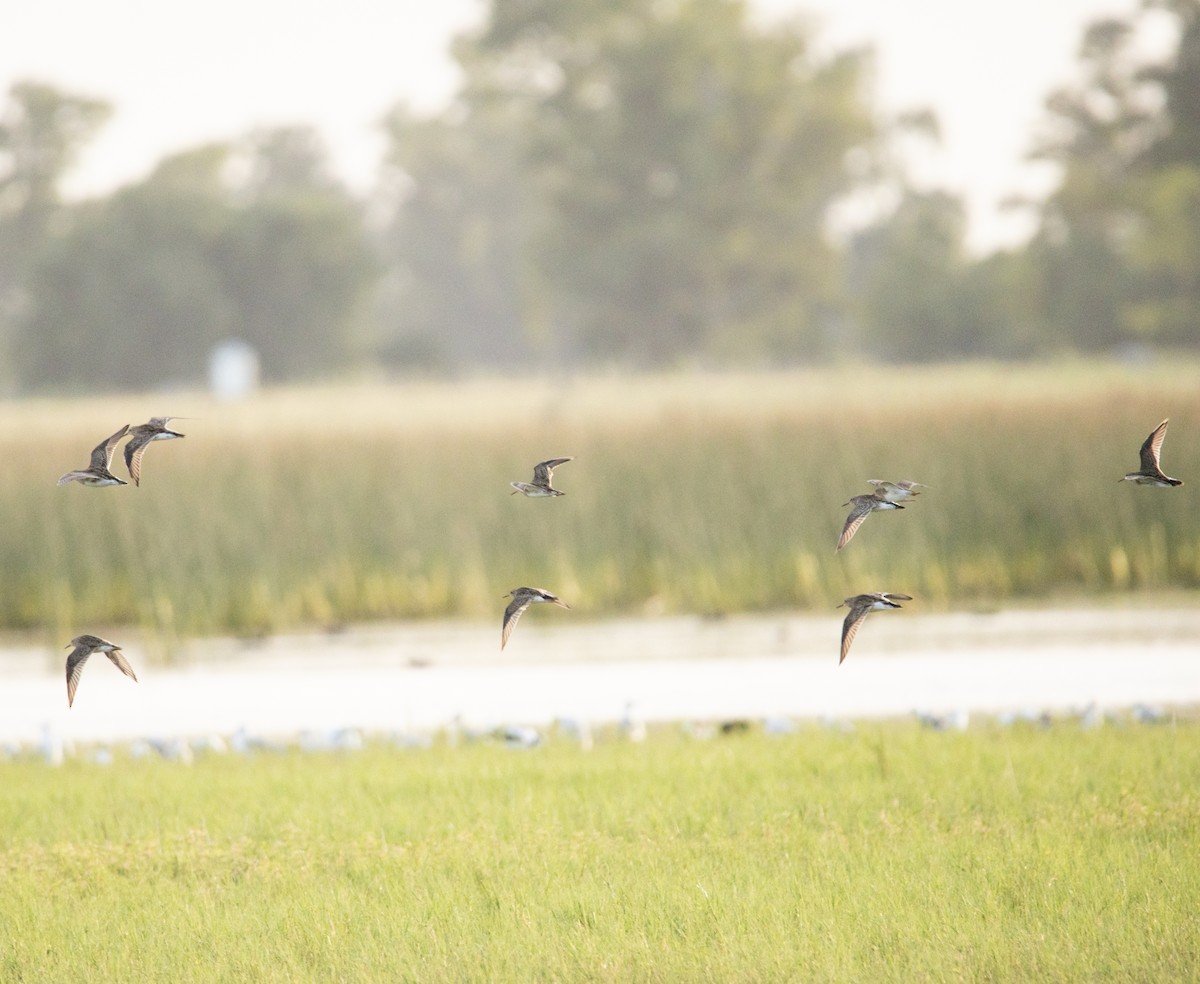 Pectoral Sandpiper - ML647617926