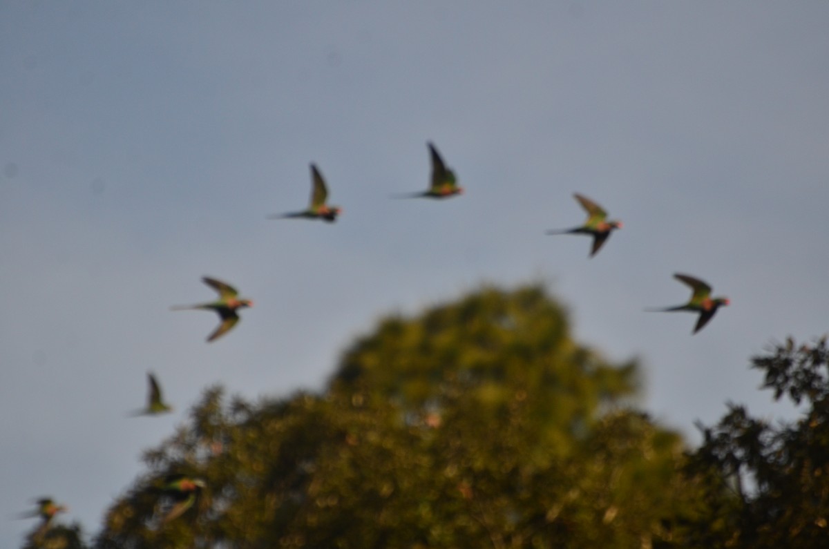 Red-breasted Parakeet - ML647617939