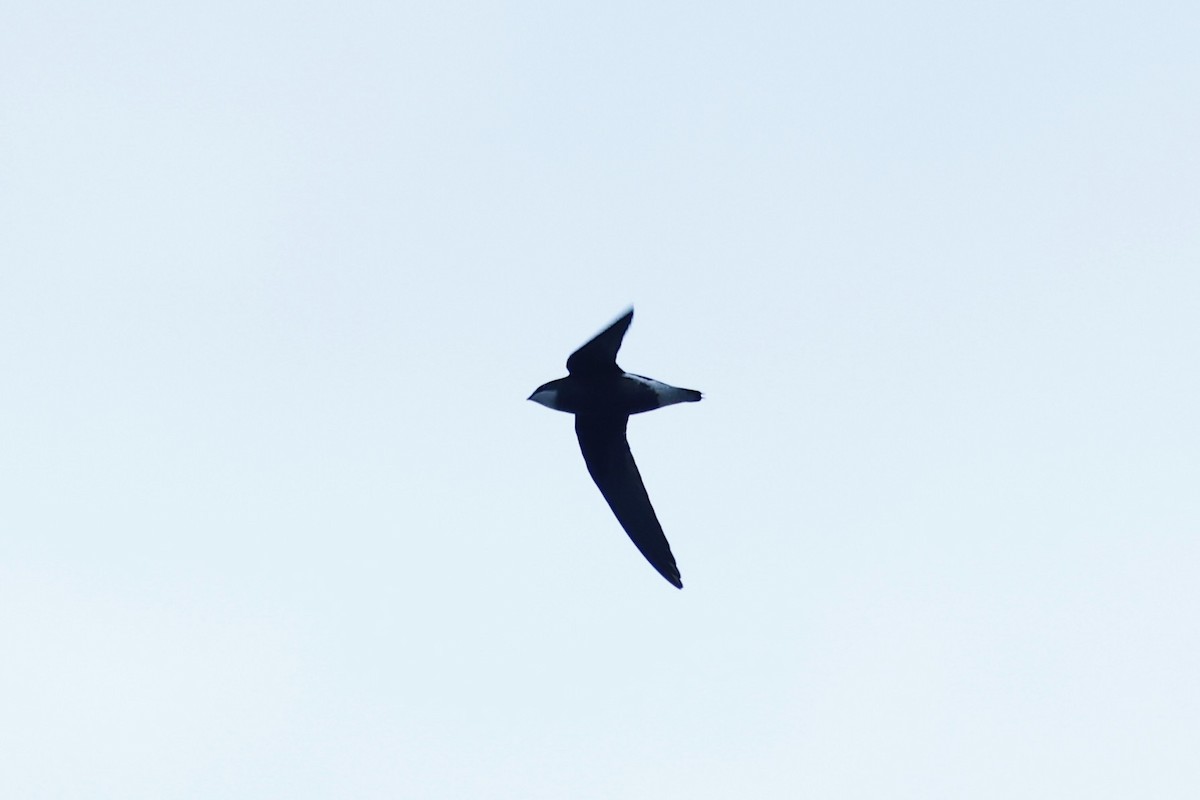 White-throated Needletail - ML647617951