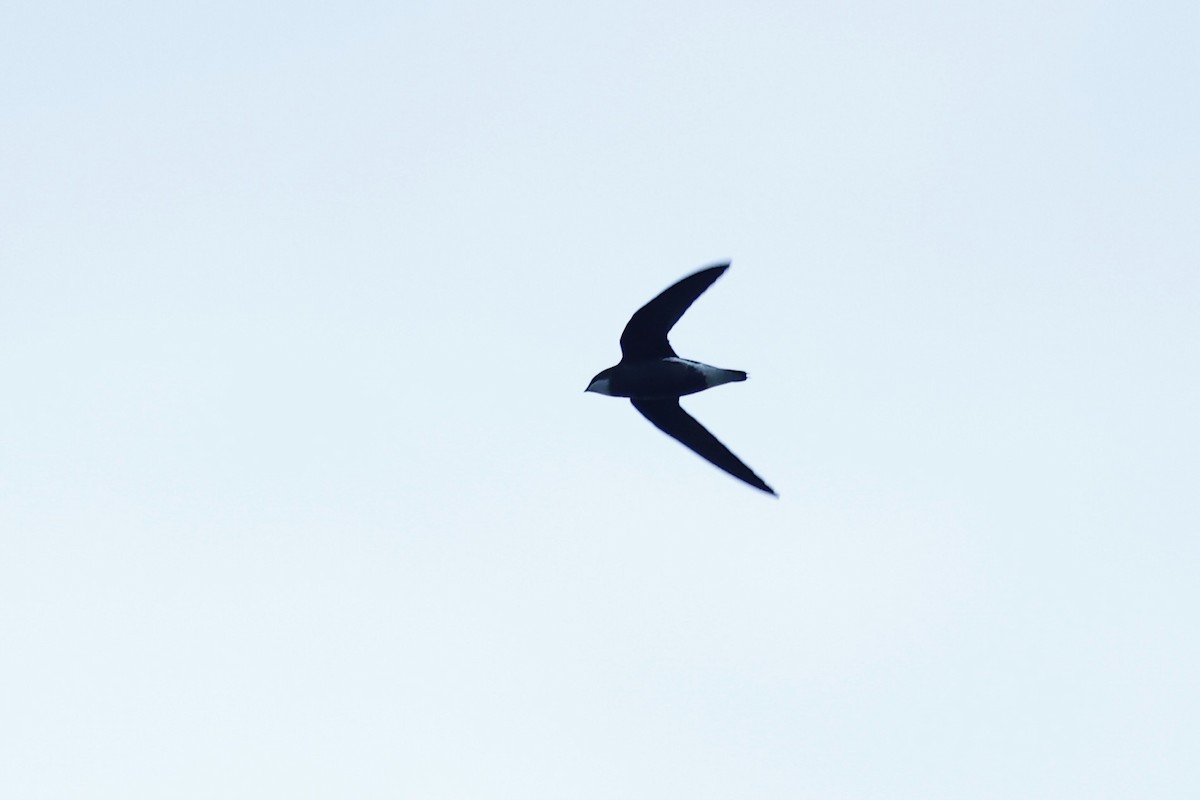 White-throated Needletail - ML647617952