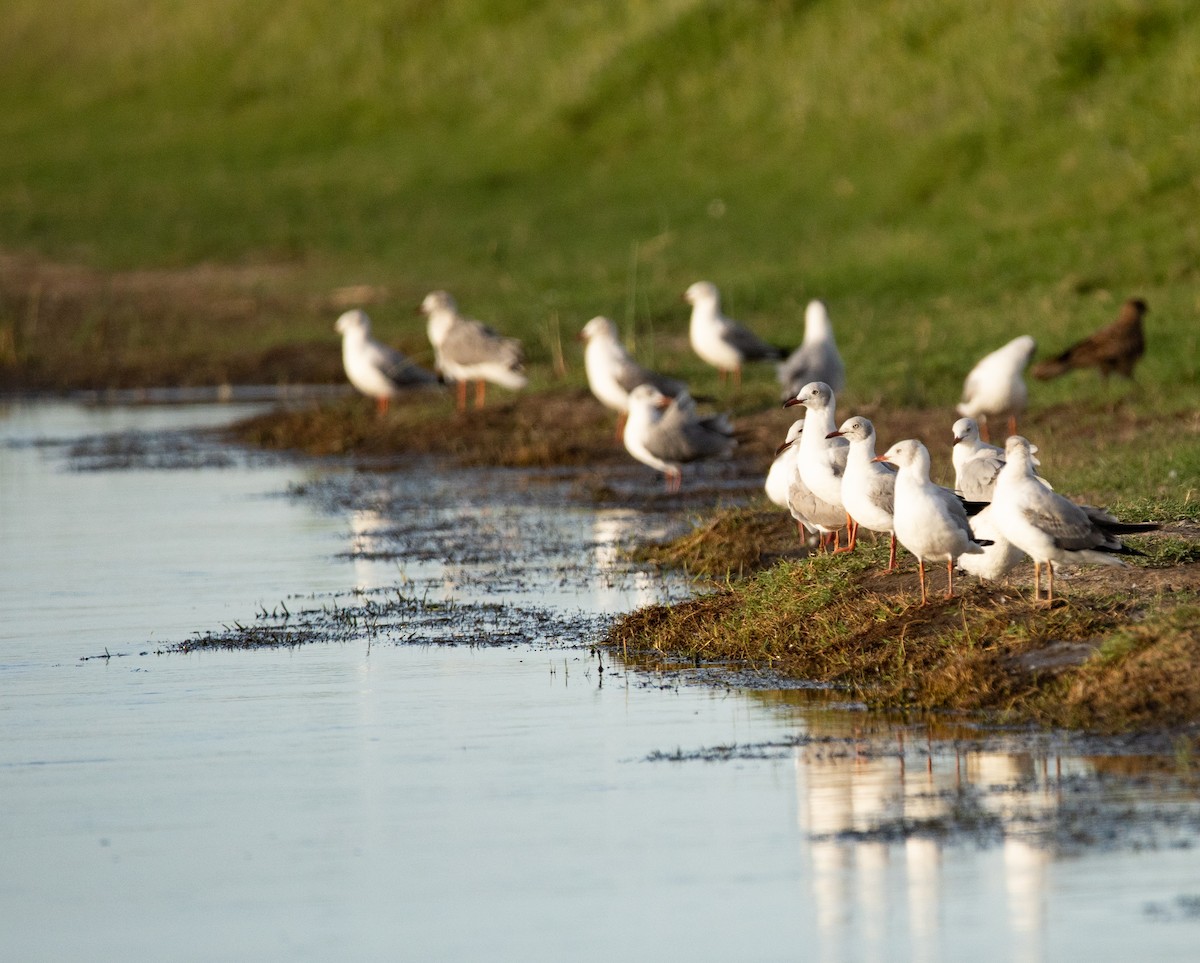 Antxeta burugrisa - ML647617953