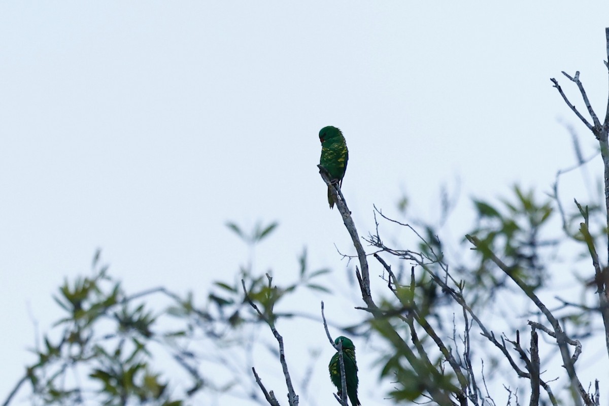 Scaly-breasted Lorikeet - ML647617964