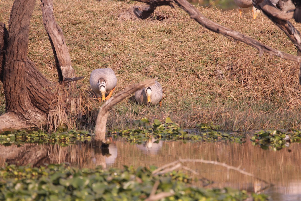 Oie à tête barrée - ML647617966