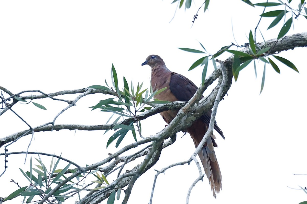 Brown Cuckoo-Dove - ML647617974