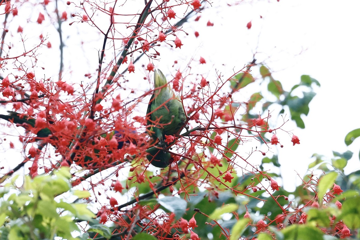 Scaly-breasted Lorikeet - ML647617987