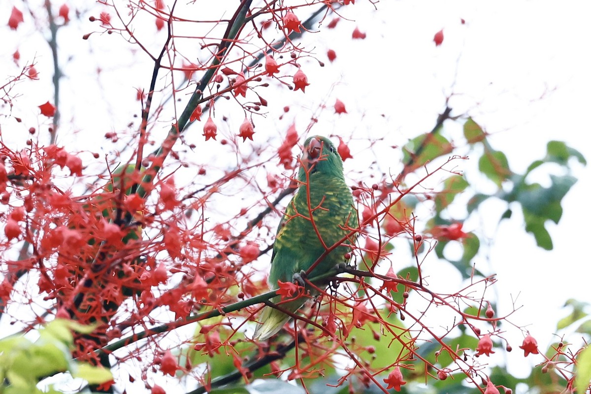 Scaly-breasted Lorikeet - ML647617988