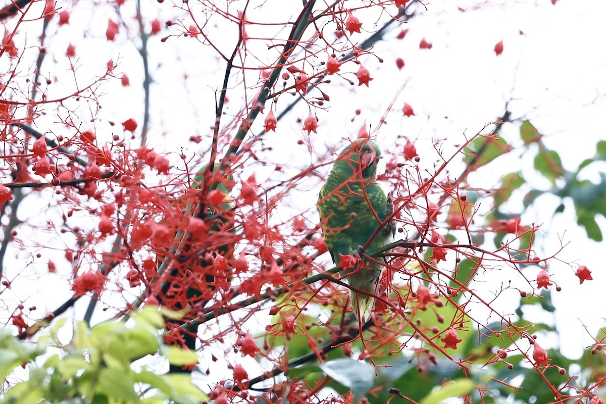 Scaly-breasted Lorikeet - ML647617989