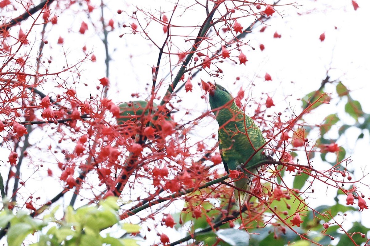 Scaly-breasted Lorikeet - ML647617990