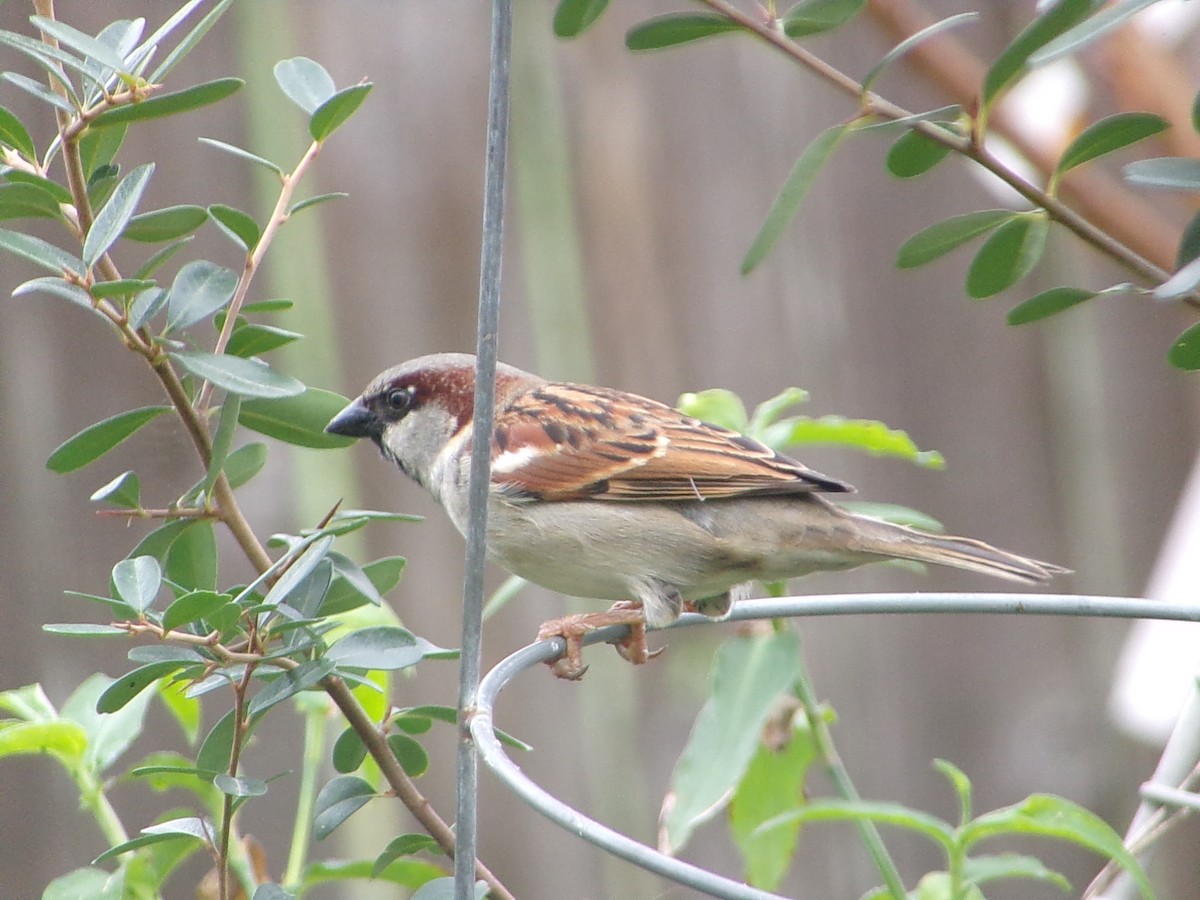 Gorrión Común - ML647617994