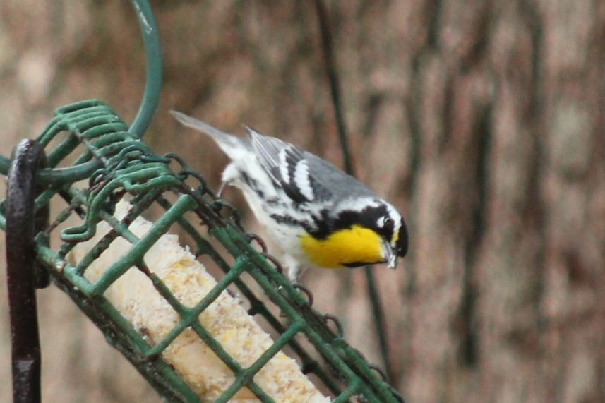 Paruline à gorge jaune - ML647618005