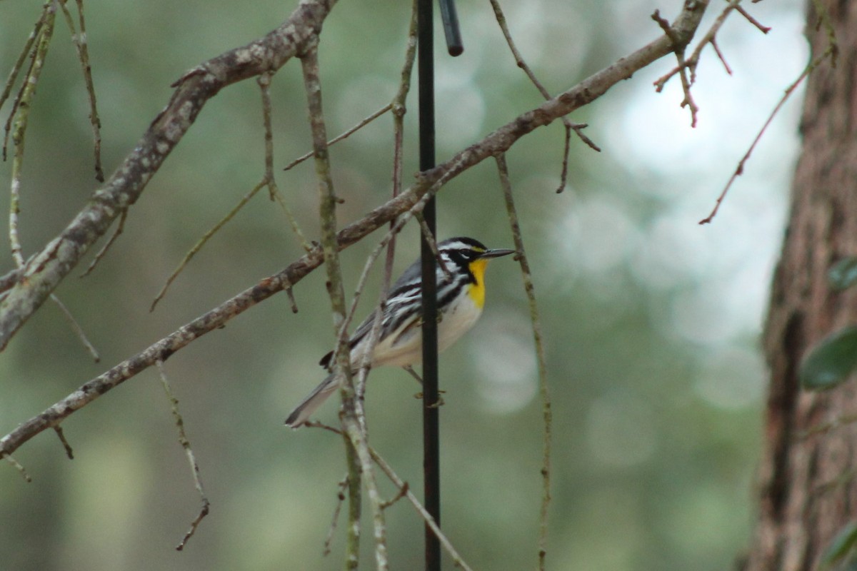 Paruline à gorge jaune - ML647618006