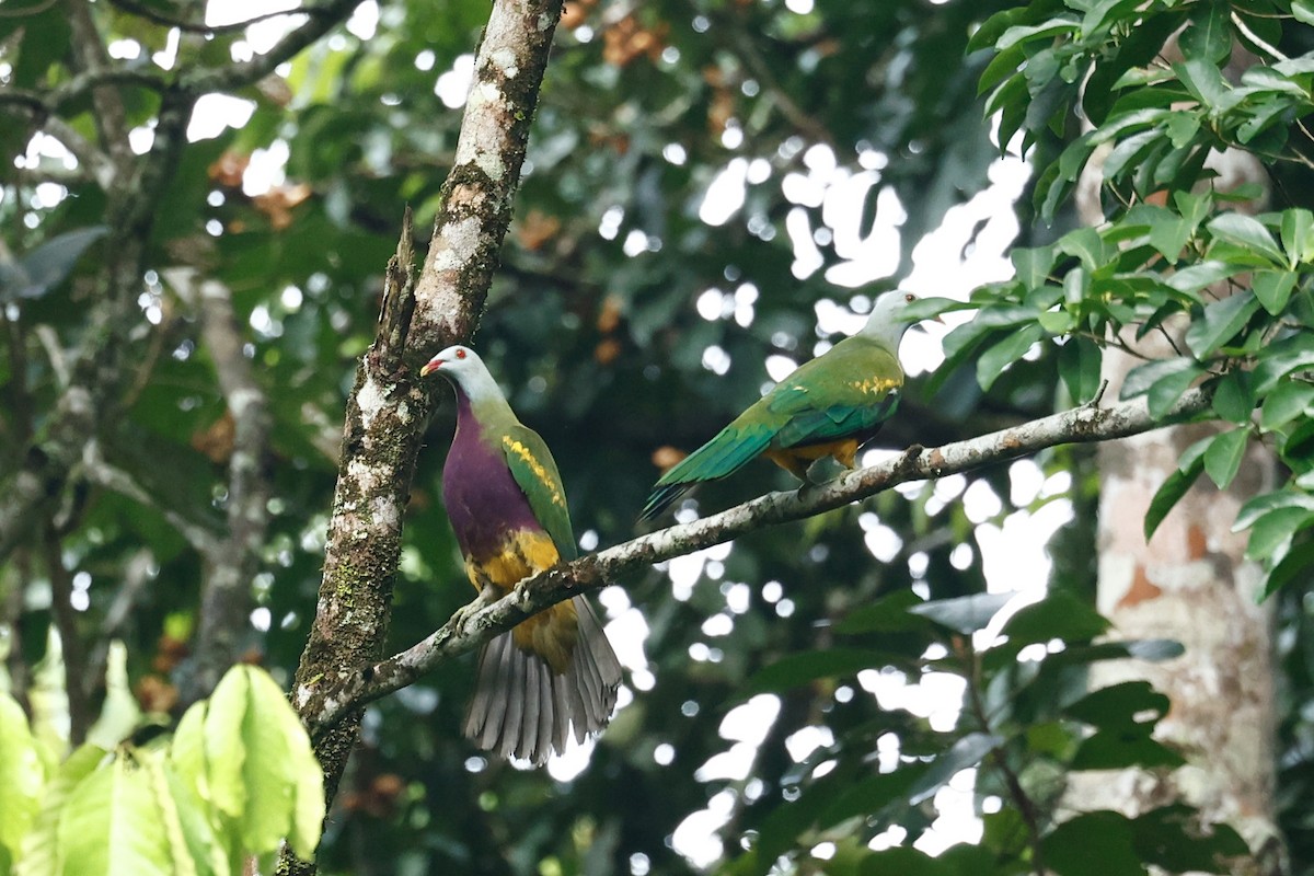 Wompoo Fruit-Dove - ML647618059