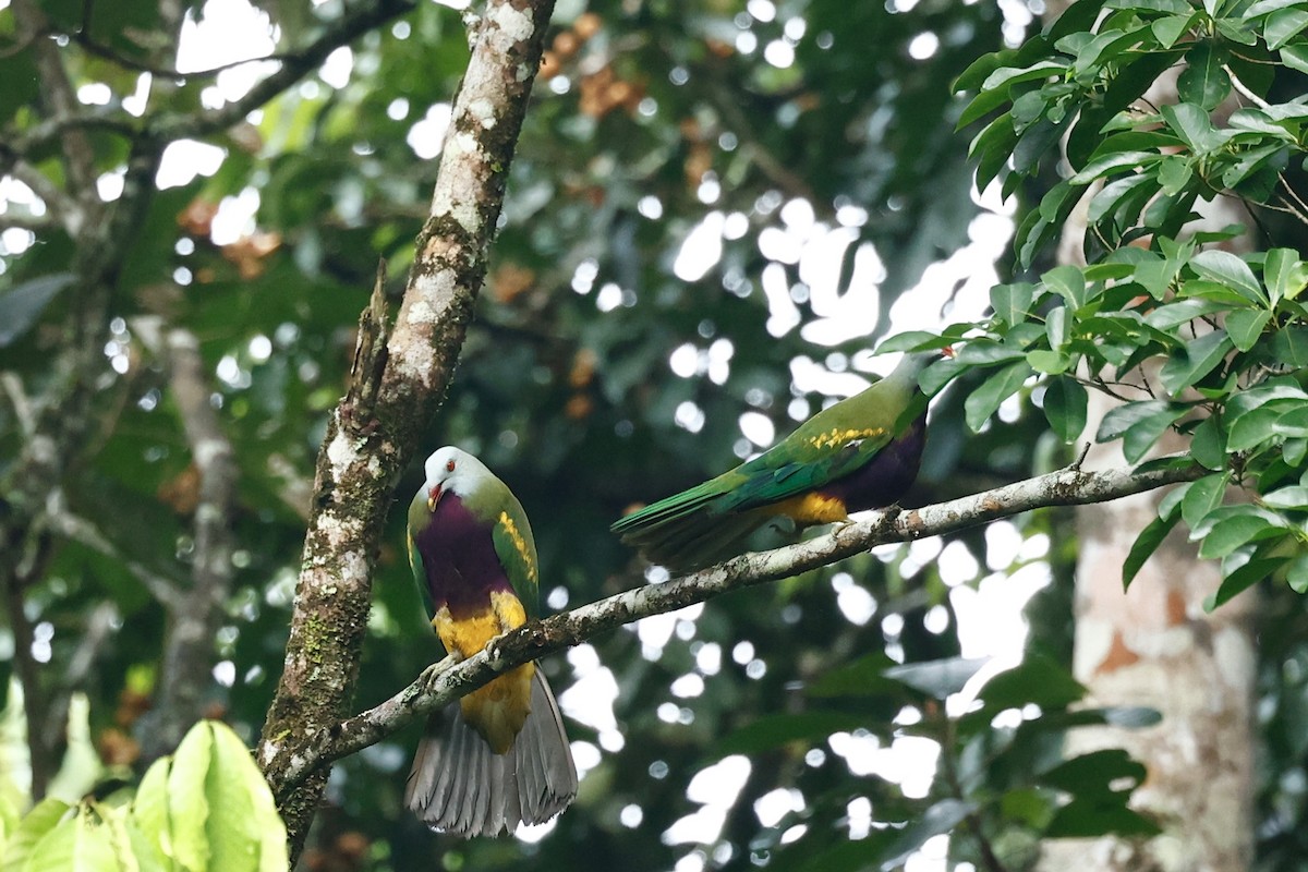 Wompoo Fruit-Dove - ML647618065