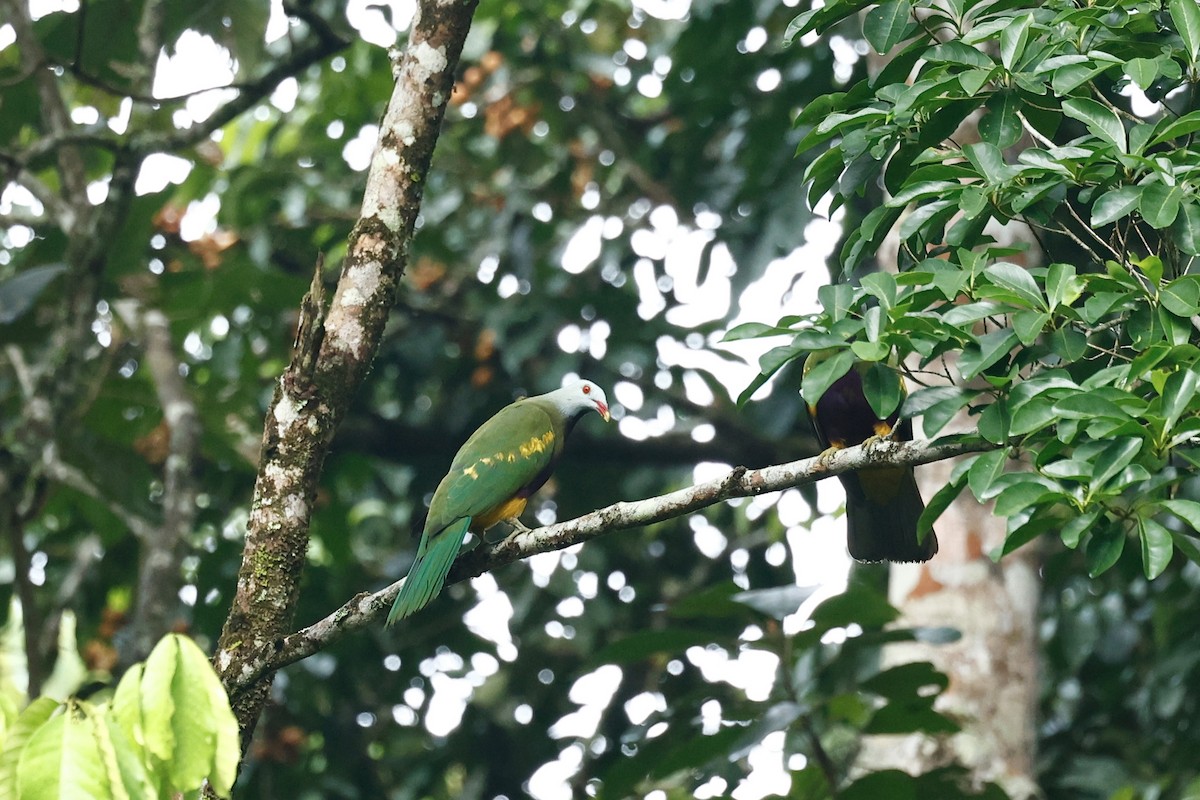 Wompoo Fruit-Dove - ML647618066