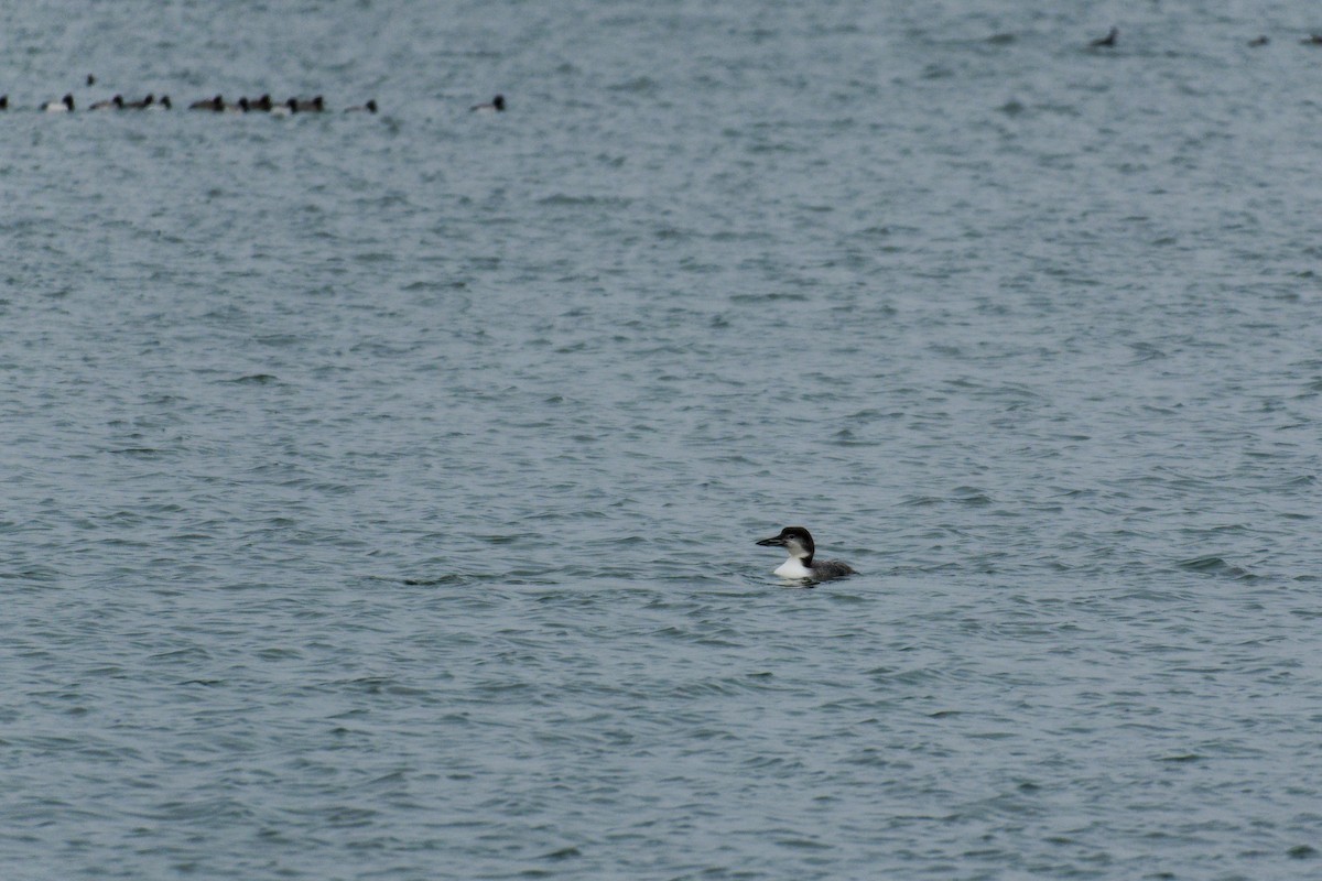 Common Loon - ML647618080