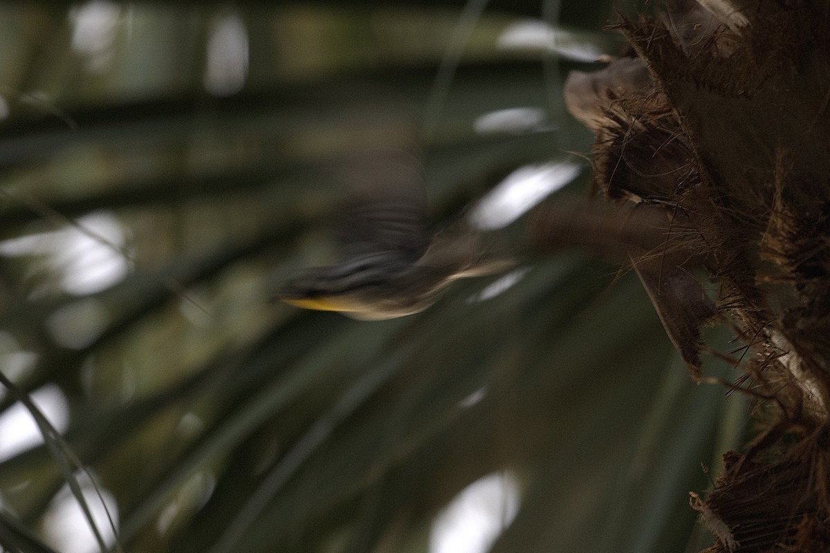 Paruline à gorge jaune - ML647618089