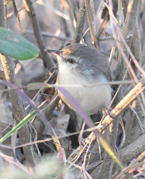 Prinia Sencilla - ML647618099