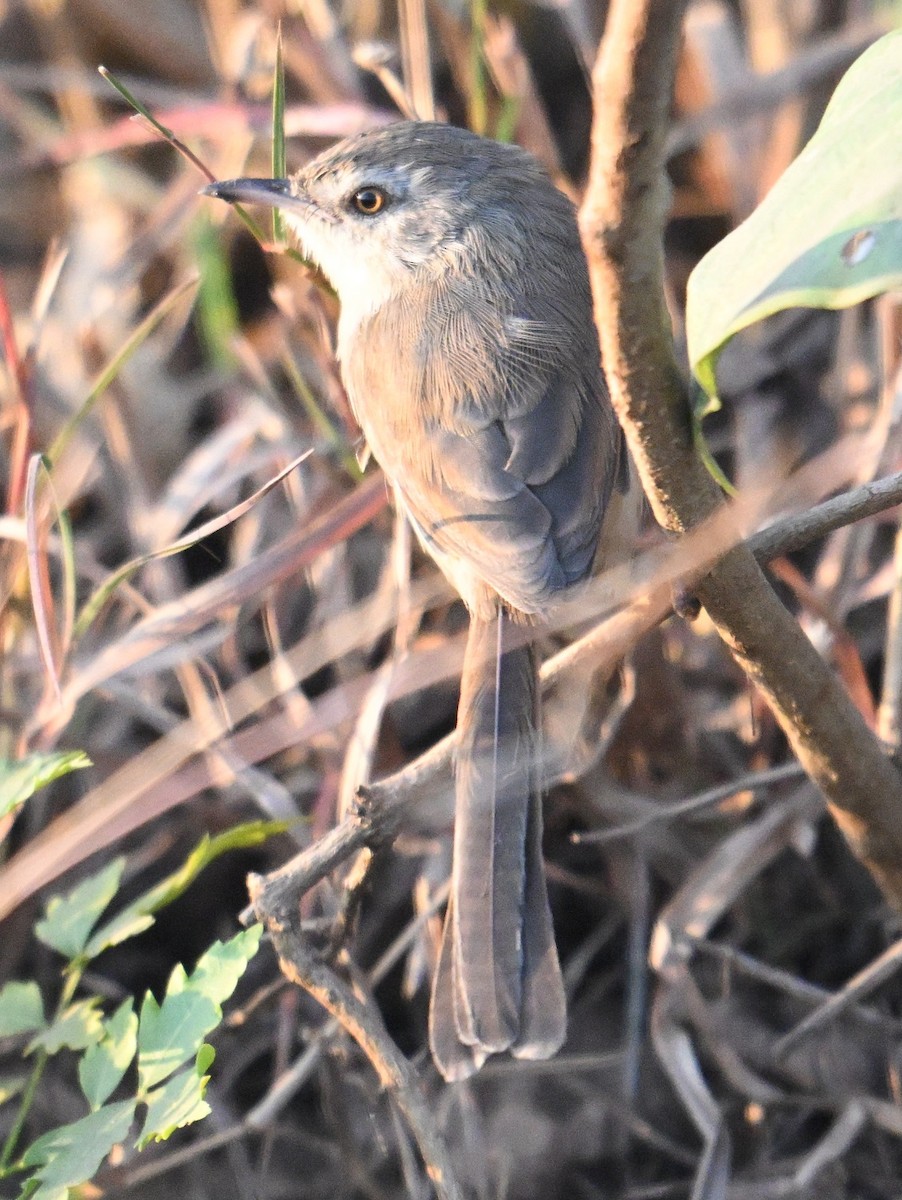 Prinia Sencilla - ML647618100