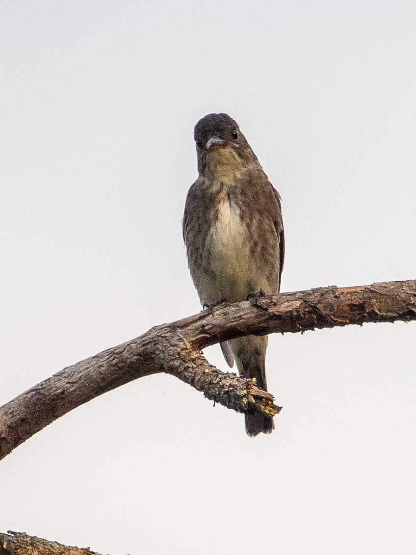 Olive-sided Flycatcher - ML647618113