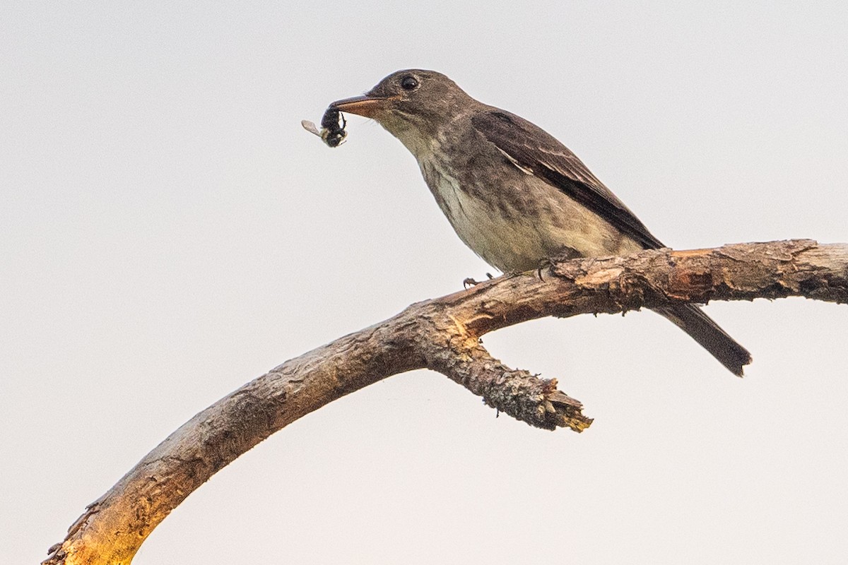Olive-sided Flycatcher - ML647618114