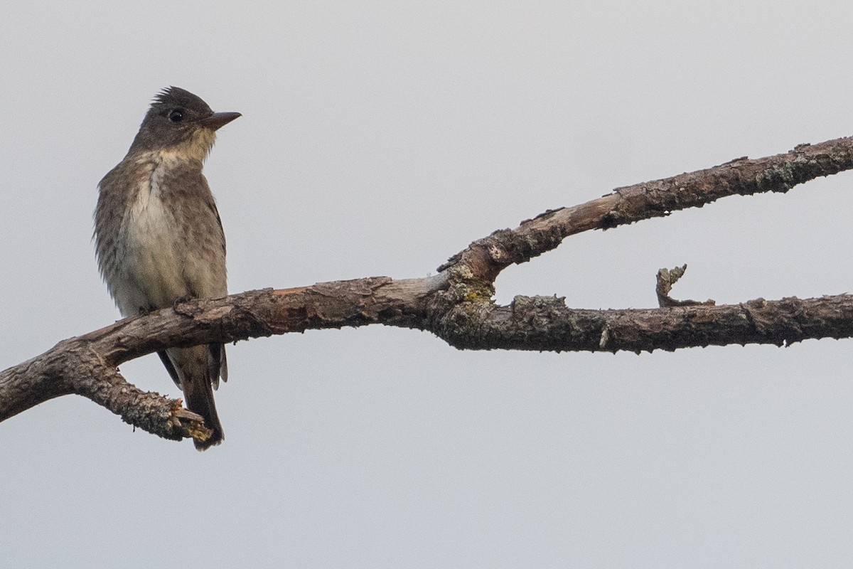 Olive-sided Flycatcher - ML647618115