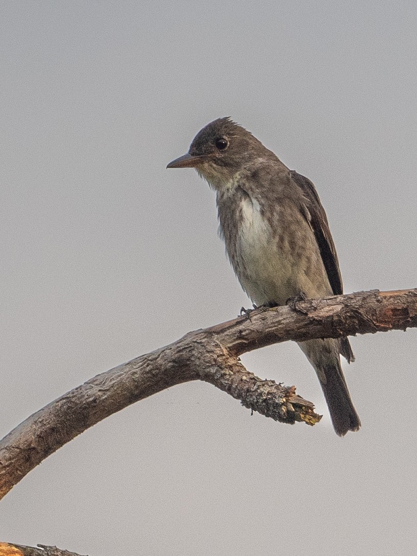 Olive-sided Flycatcher - ML647618116