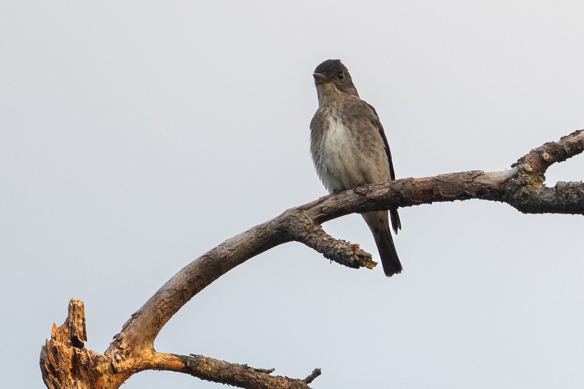 Olive-sided Flycatcher - ML647618117