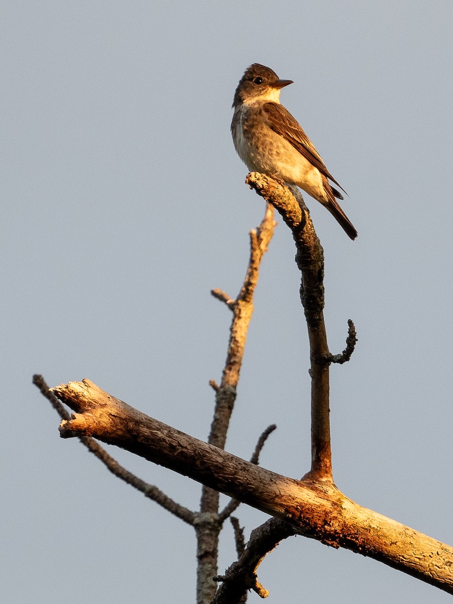Olive-sided Flycatcher - ML647618118