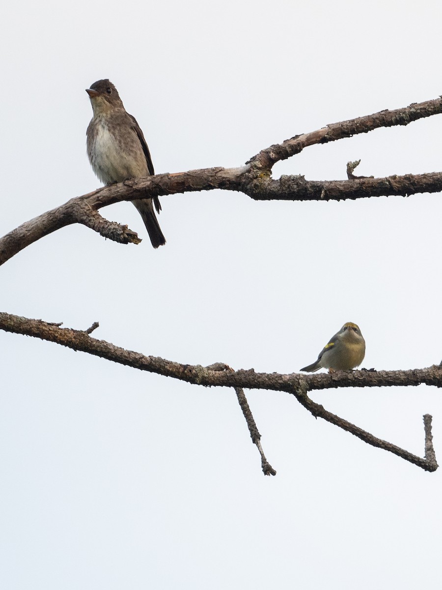 Olive-sided Flycatcher - ML647618119
