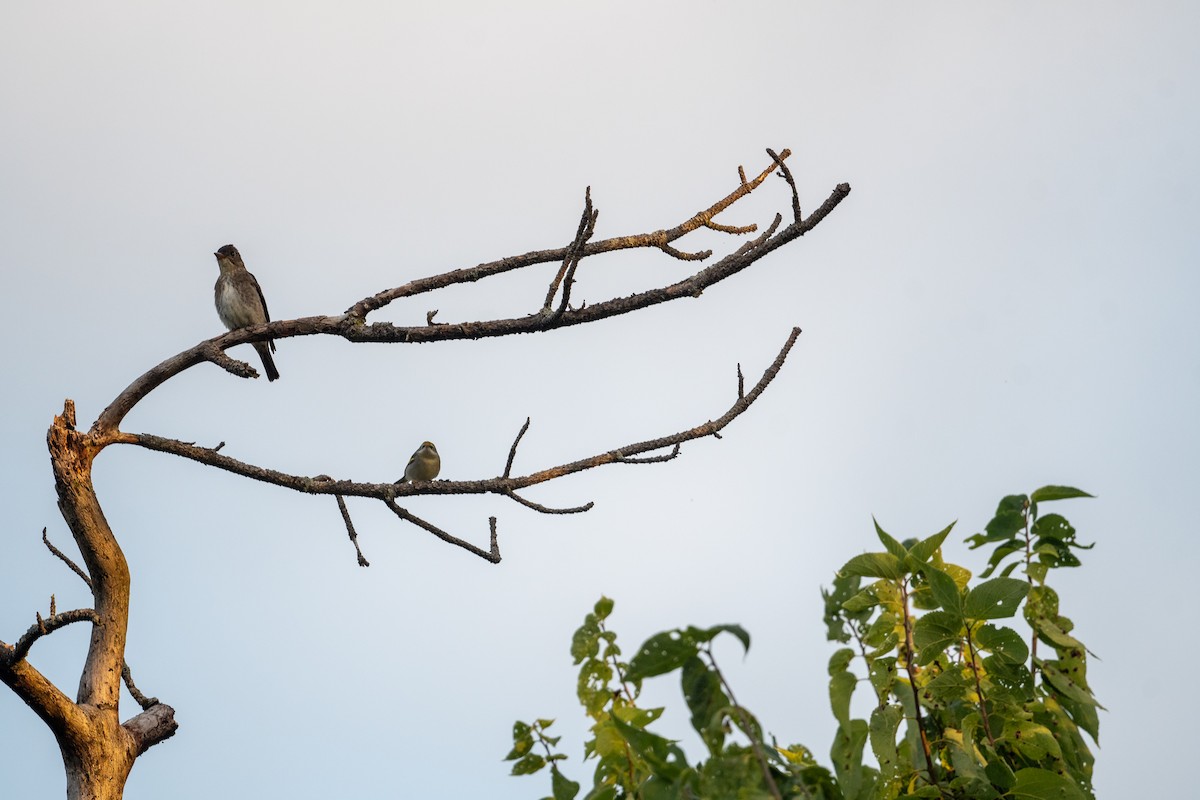 Olive-sided Flycatcher - ML647618120