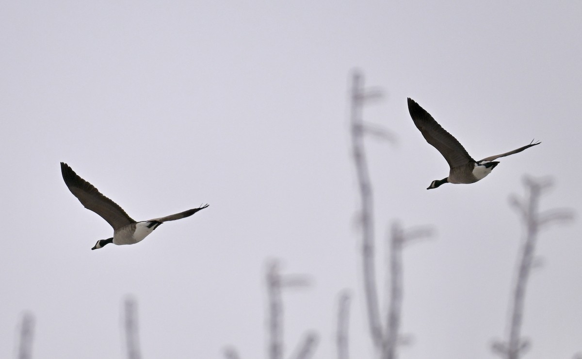 Kanadagans - ML647618139