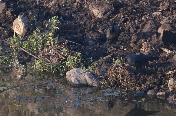 Garcilla India - ML647618144