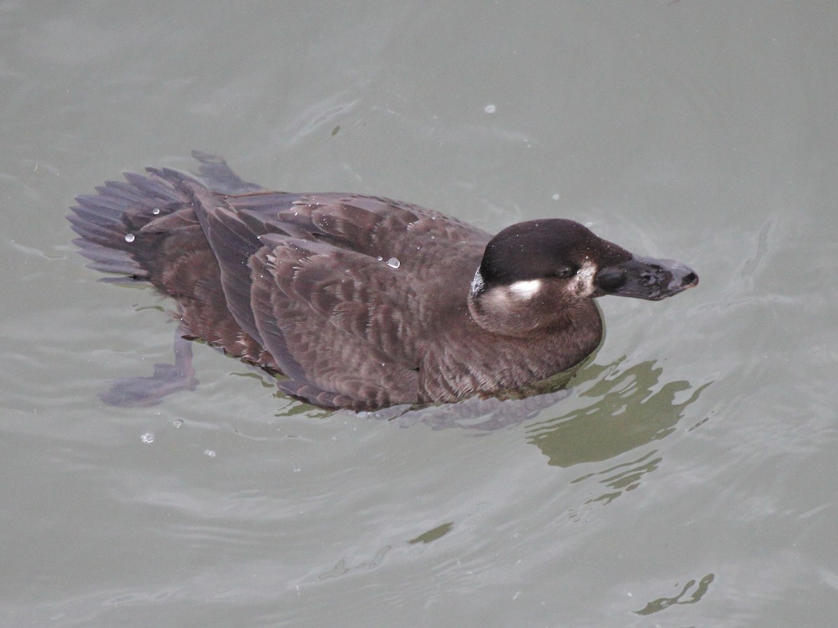 Negrón Careto - ML647618149