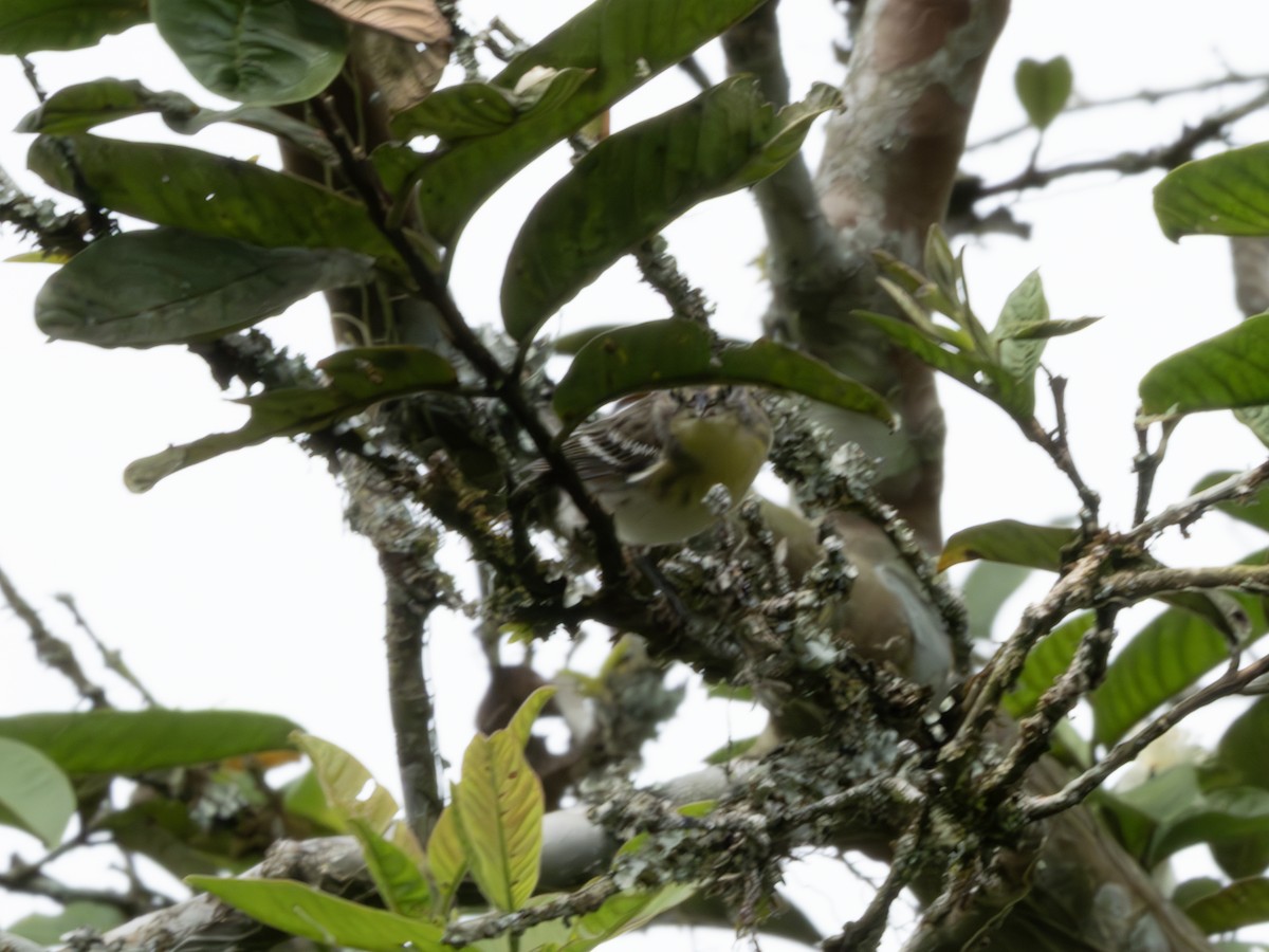 Blackburnian Warbler - ML647618151