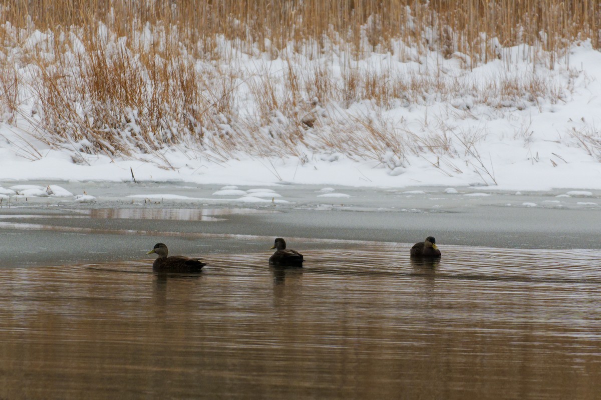 Ahate iluna - ML647618153