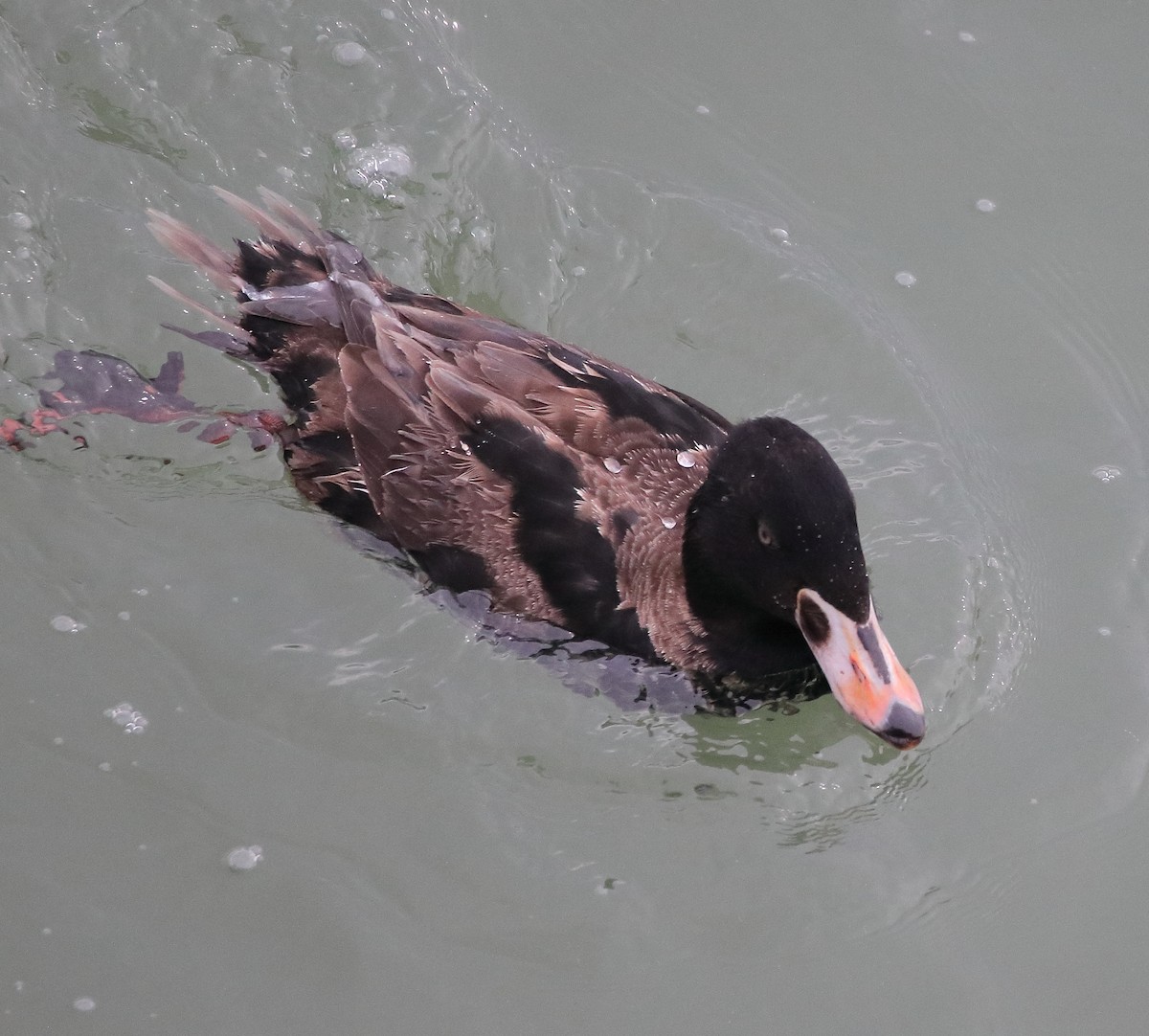 Negrón Careto - ML647618154