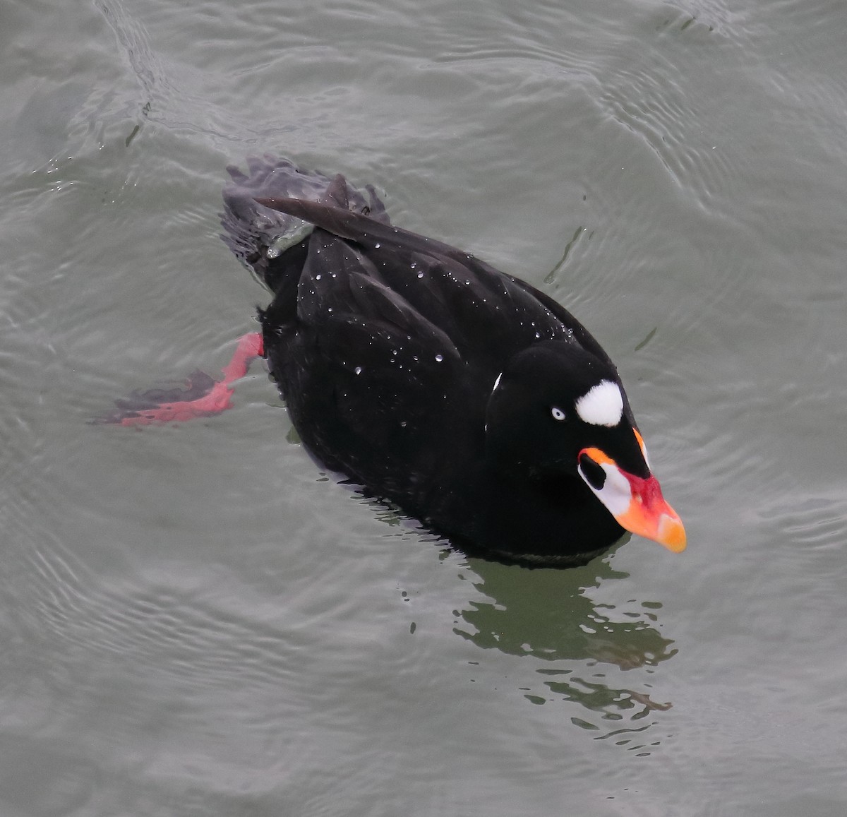 Negrón Careto - ML647618160