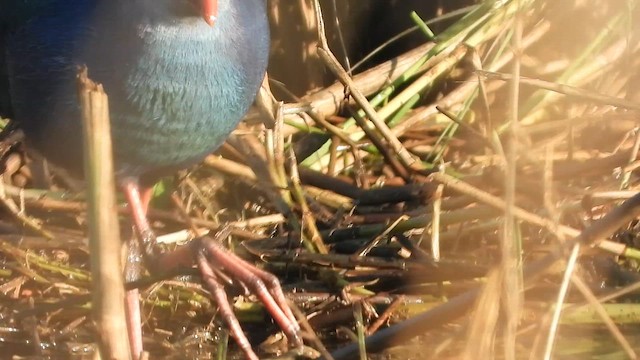 Gray-headed Swamphen - ML647618163