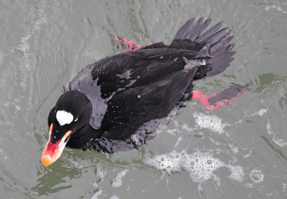 Negrón Careto - ML647618167