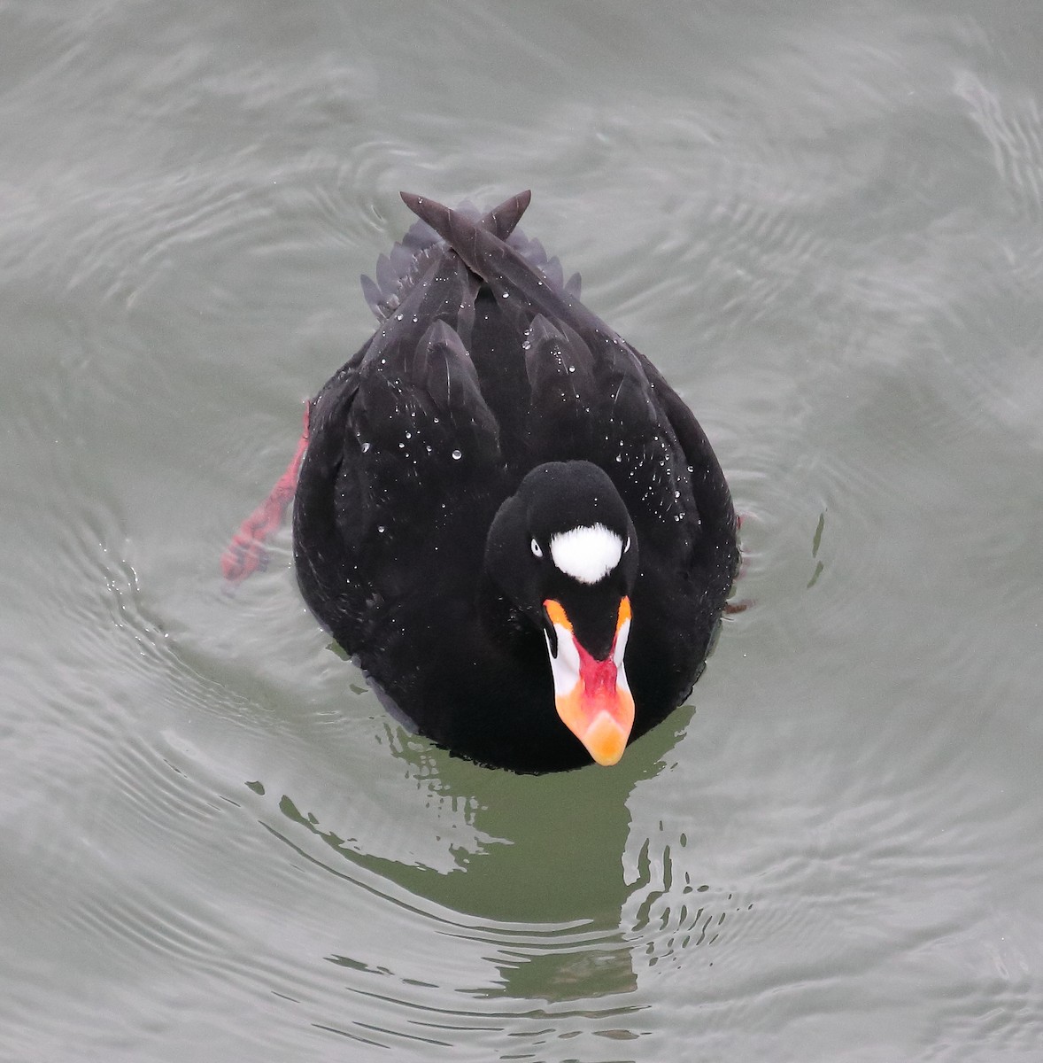 Negrón Careto - ML647618176