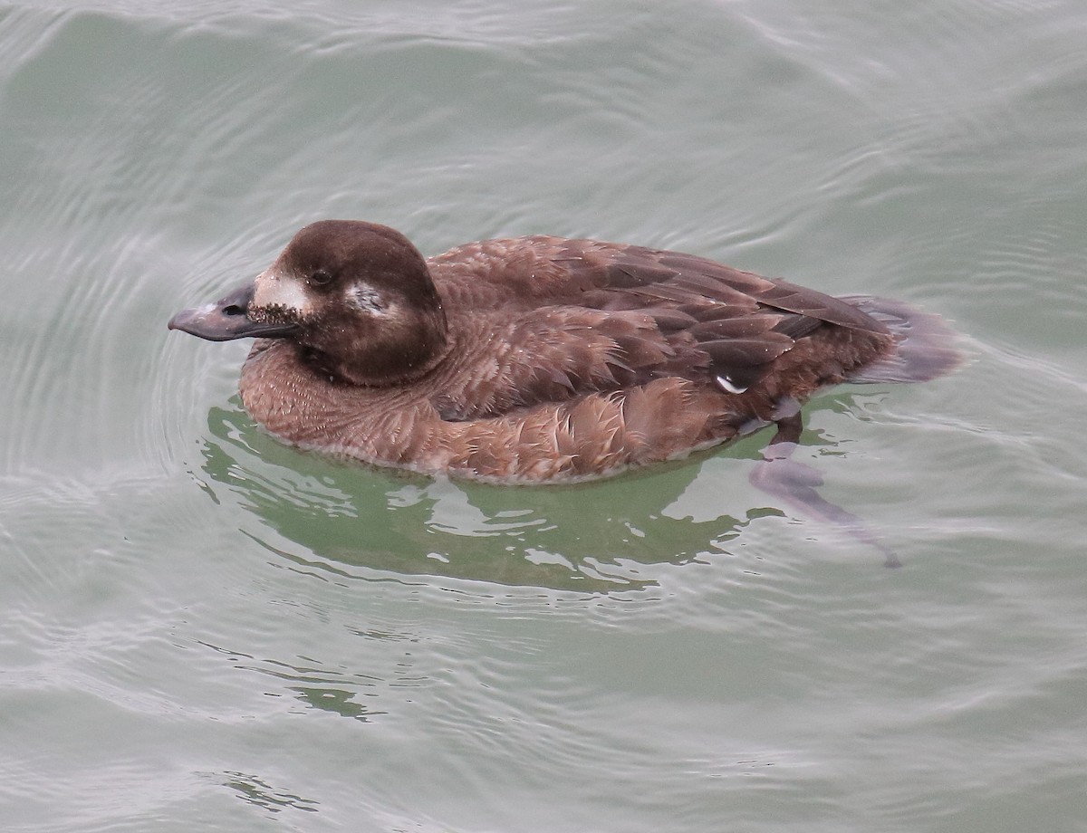 Negrón Aliblanco - ML647618182