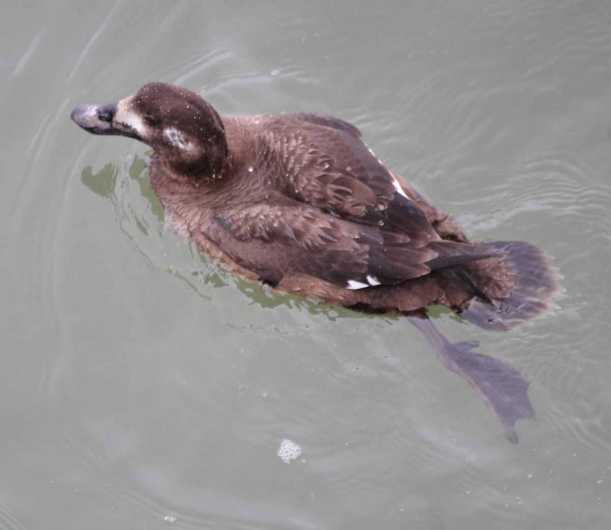 Negrón Aliblanco - ML647618184