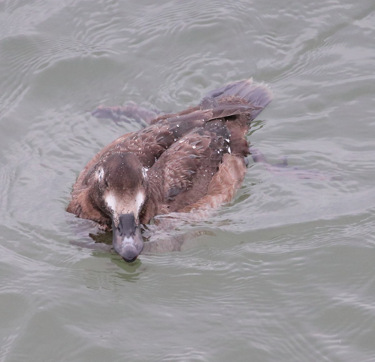 Negrón Aliblanco - ML647618187