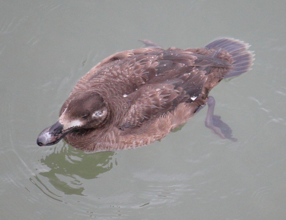 Negrón Aliblanco - ML647618190