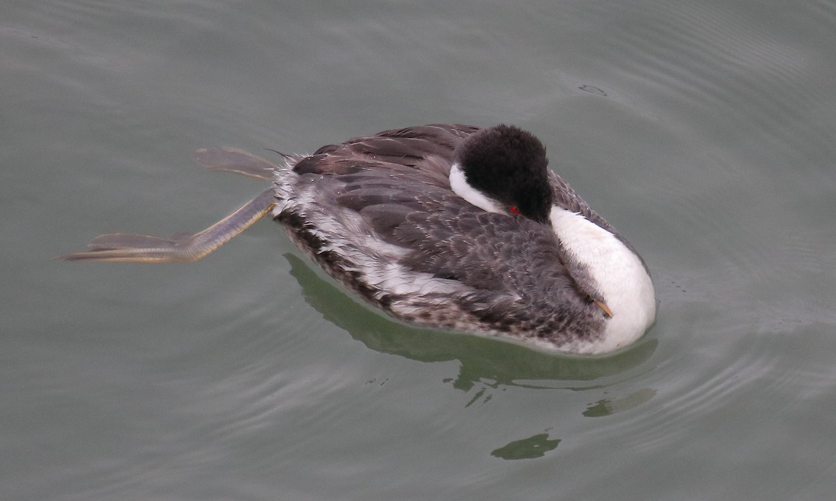 Achichilique Común - ML647618204