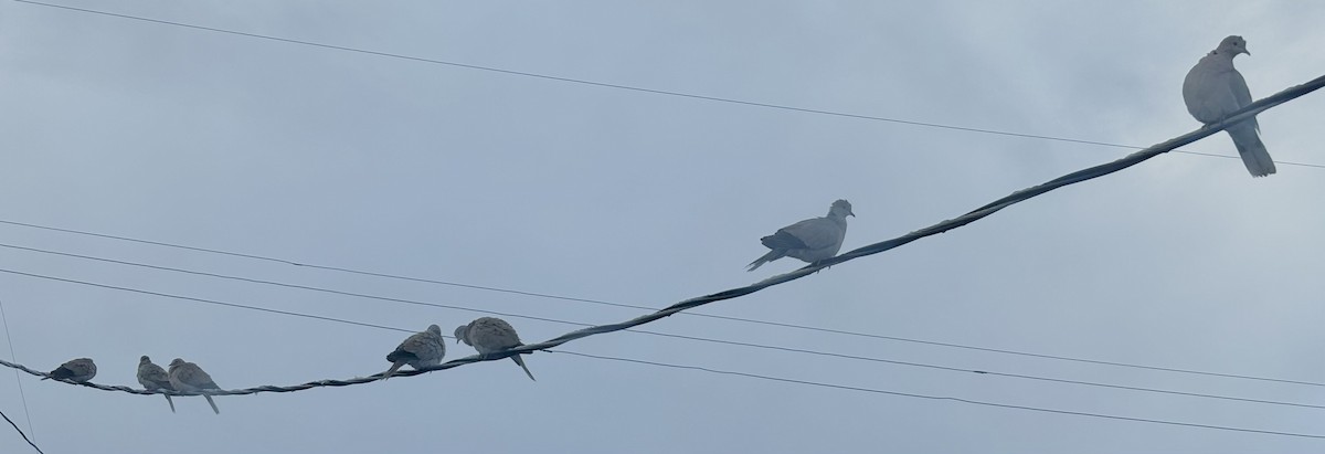 Tourterelle turque - ML647618209