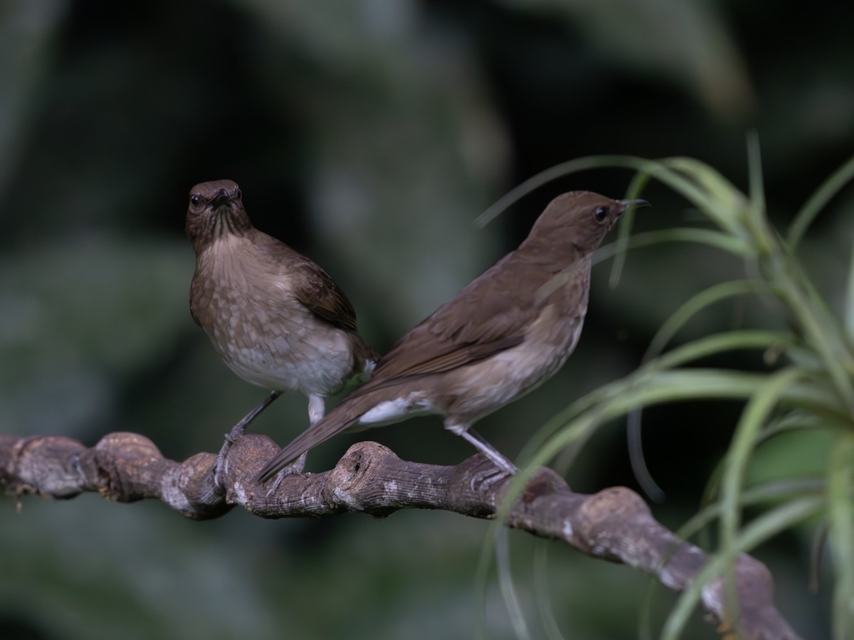 Black-billed Thrush - ML647618210