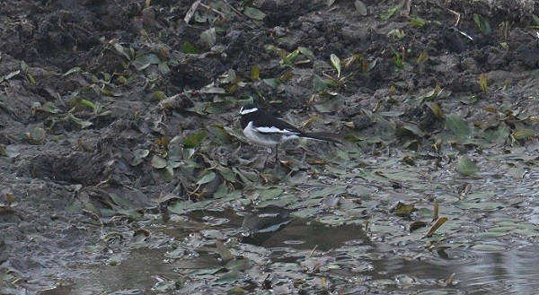 Lavandera India - ML647618217