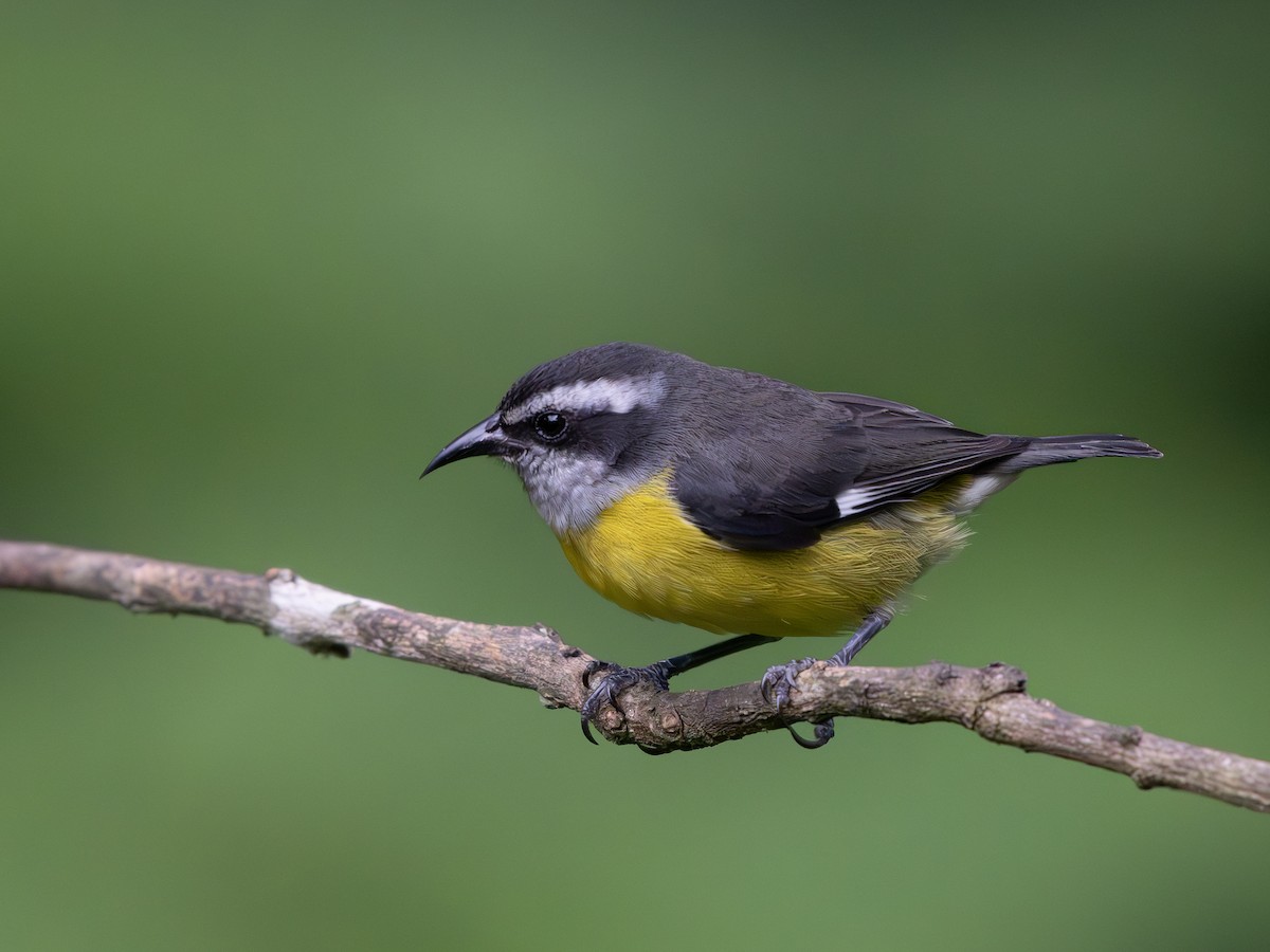 Sucrier à ventre jaune - ML647618222