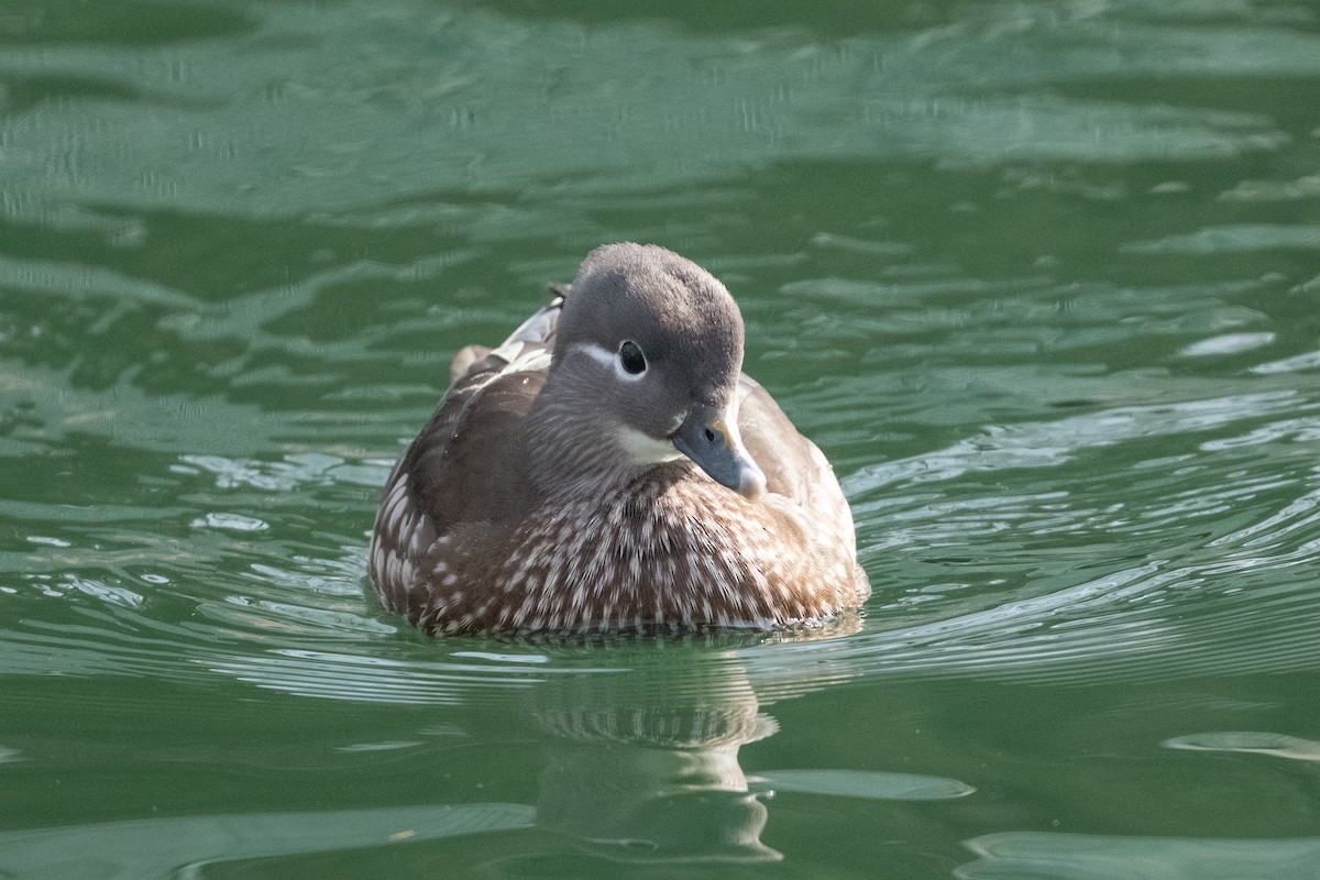 Pato Mandarín - ML647618284